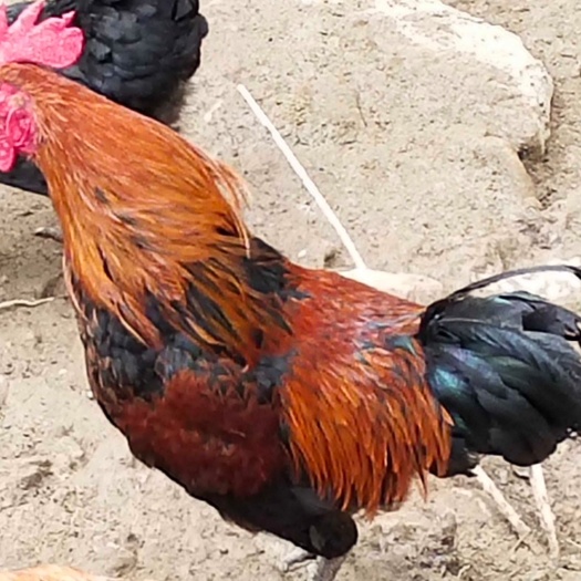 紫阳县 农村散养土鸡，纯粮食喂养，味鲜肉嫩