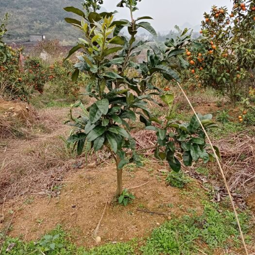 罗城县 五年的三红蜜柚树苗，因土地问题需出售，如需要请联系.