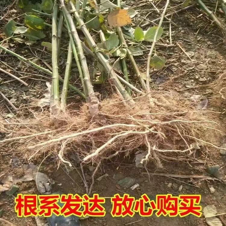  树莓苗