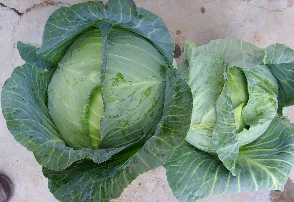 [绿包菜批发]绿甘蓝 甘蓝价格1.2元/斤 - 惠农网