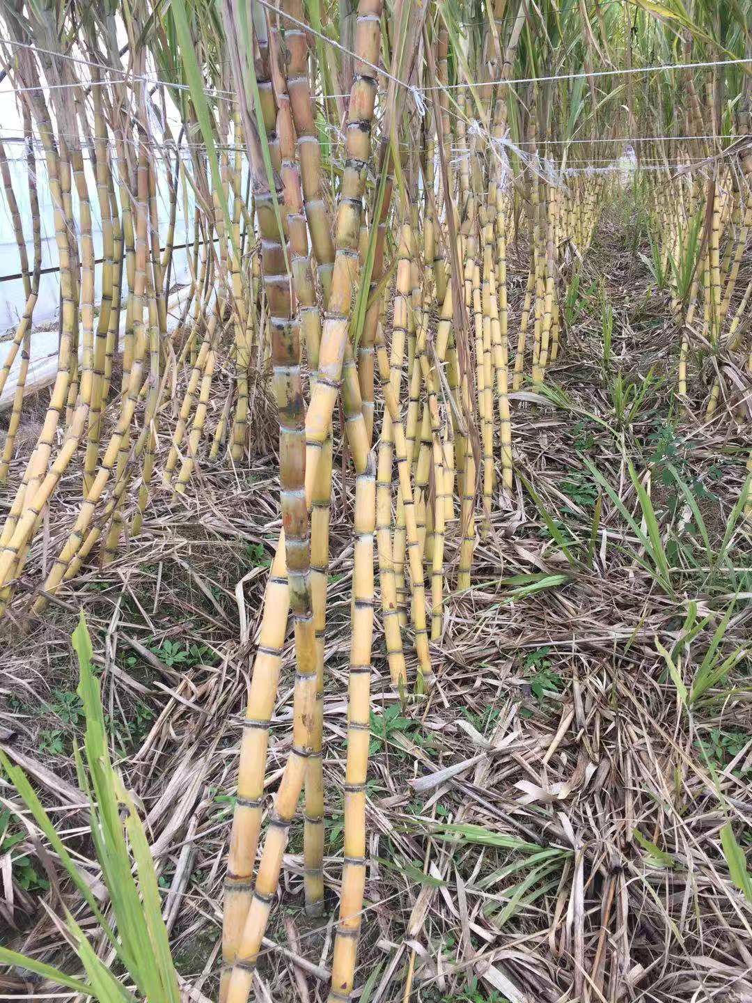 黃皮果蔗 本基地有百畝基地，交通便利，有著魚米之鄉(xiāng)稱號