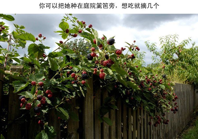 树莓苗