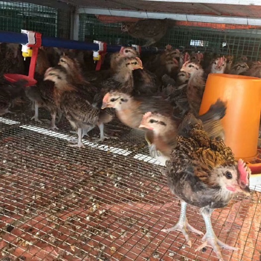 三台县 各种鸡苗