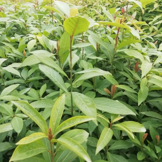 金丝楠苗  闽楠杯苗，闽楠杯苗名贵木材基地直接批发