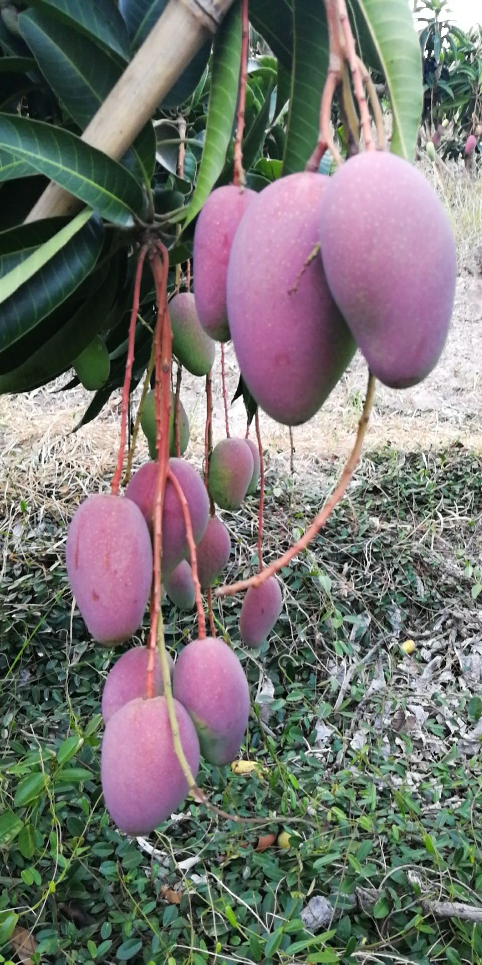 海南红金龙芒果待嫁