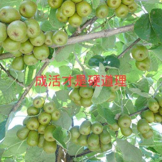 济南 猕猴桃苗 嫁接苗 红心 黄心 粤引2205 贵长 南北方种