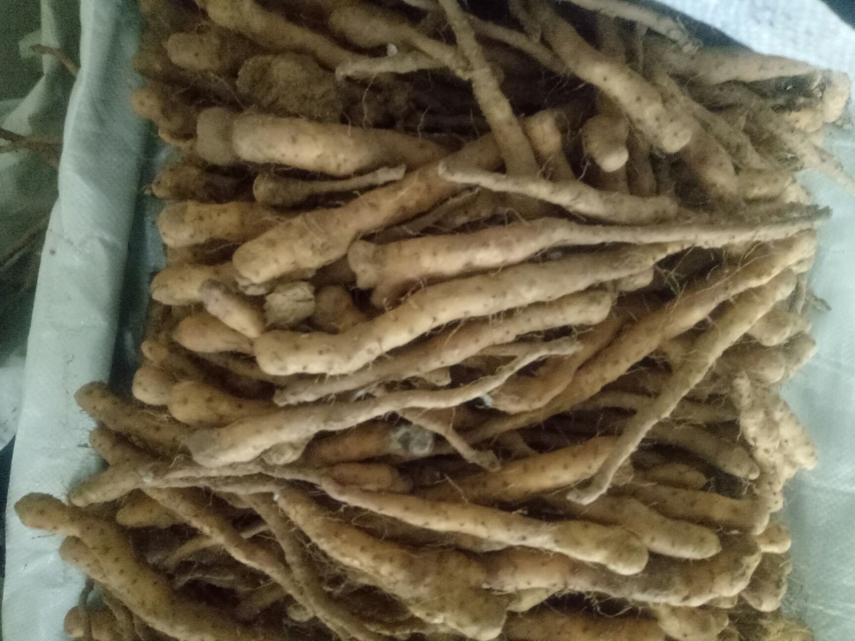  正宗垆地山药种苗