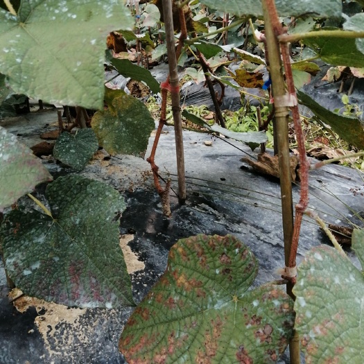 芷江县 供应紫秋刺葡萄苗，指导建园和技术服务到产品上市，可签订合同