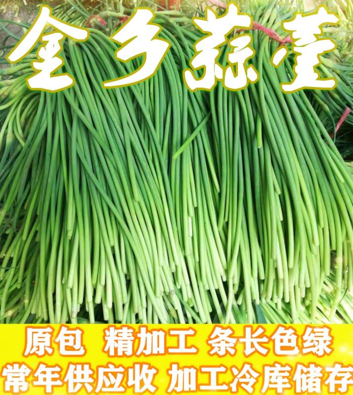 金乡县红帽蒜苔  蒜薹，条长色绿，精加工包装，高质量原包，量大从优