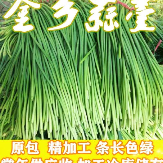 金乡县红帽蒜苔  蒜薹，条长色绿，精加工包装，高质量原包，量大从优