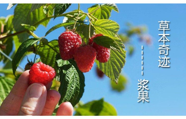  树莓苗