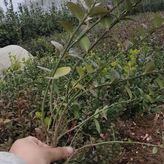 青州市胶东卫矛 上盆卫毛，地栽卫毛，量大质量优