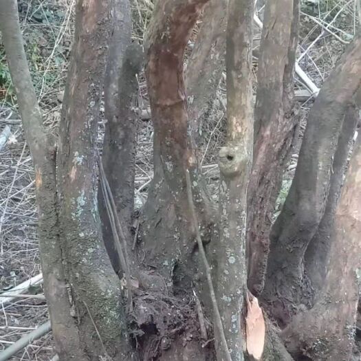  映山红多根品种