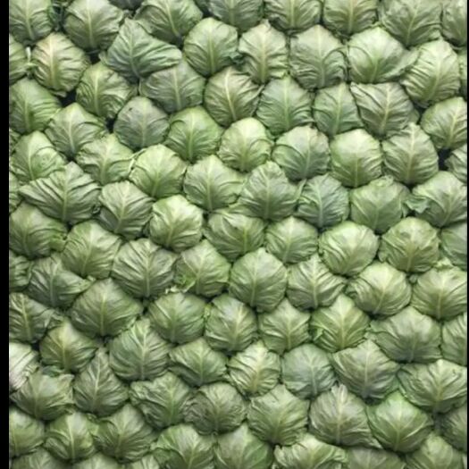 莒南县绿甘蓝 甘蓝