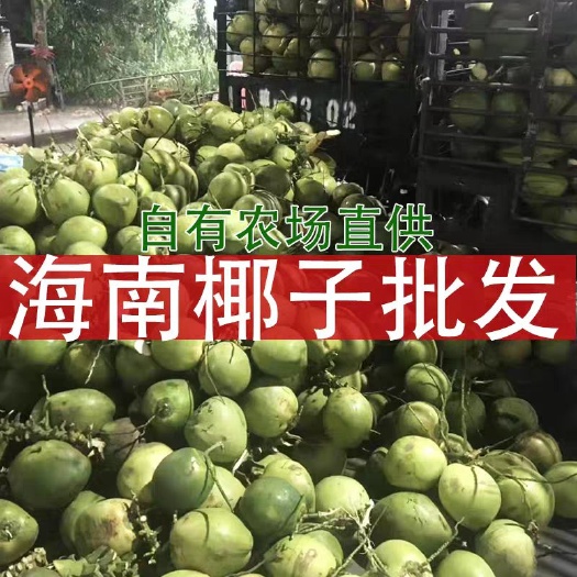 文昌市海南文昌椰子批发 优选大果每天现摘现发新鲜椰青全年大量供应