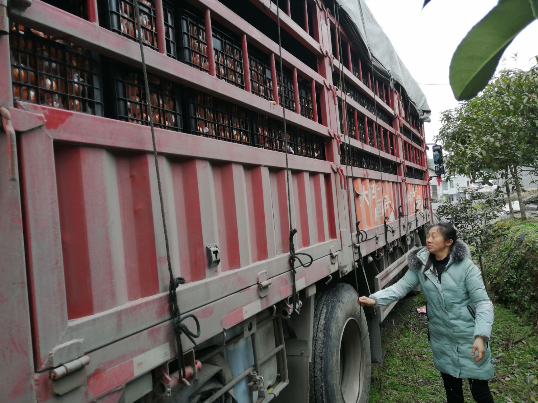 湖南湘西凤凰大量供应椪柑，【批发商，社区团购，电商，商超货】