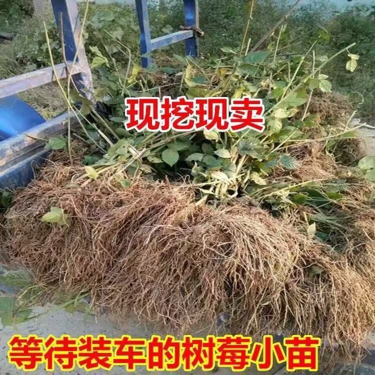  树莓苗