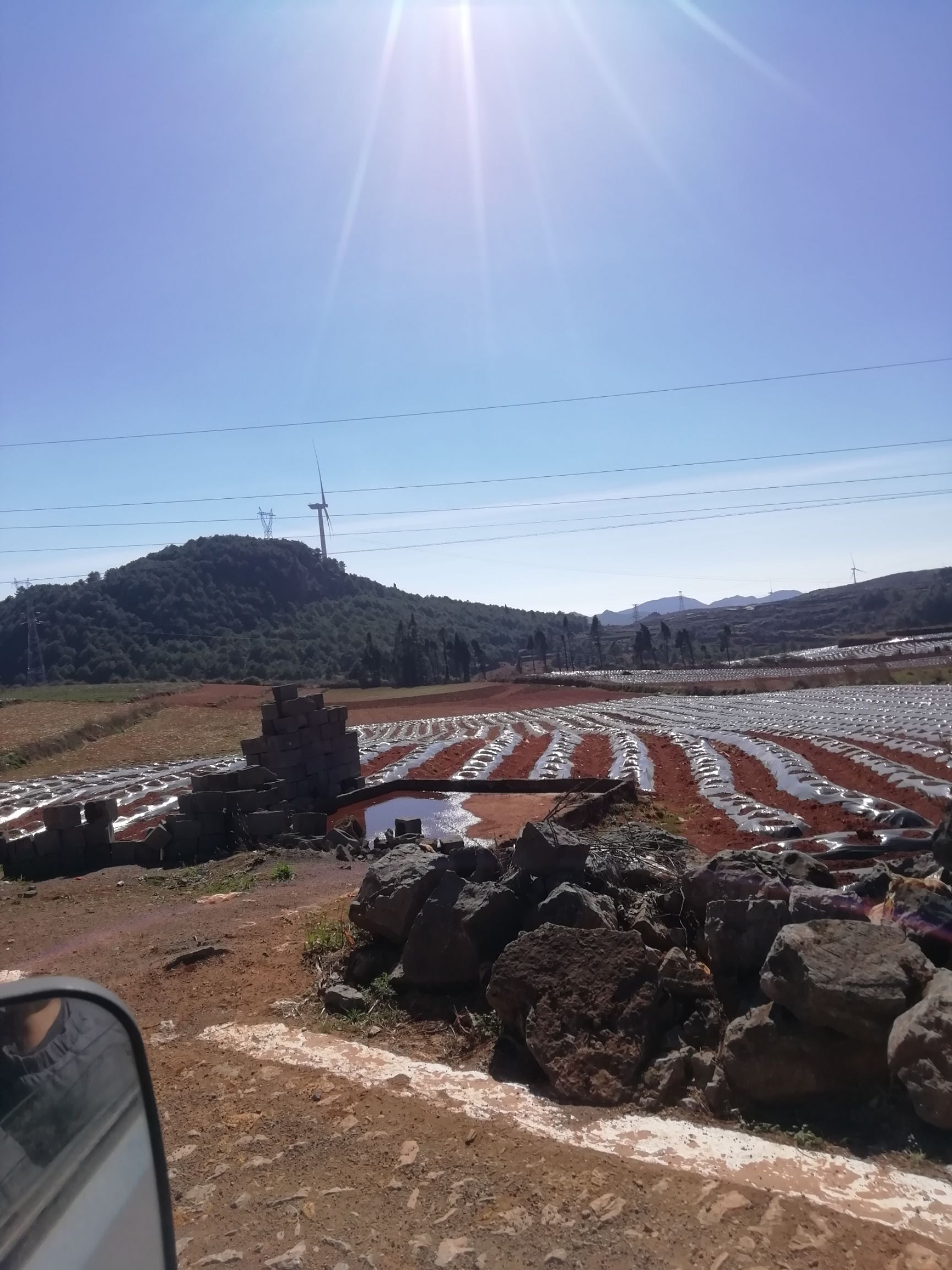 雪莲果种球  脱毒繁殖基地.100吨供货量.亩产量高达4-8吨