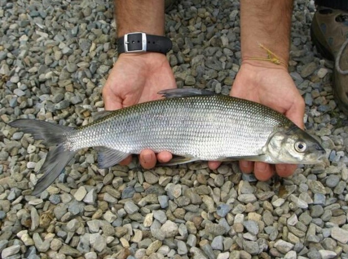 兔子鱼（乌苏里白鲑），纯江优品