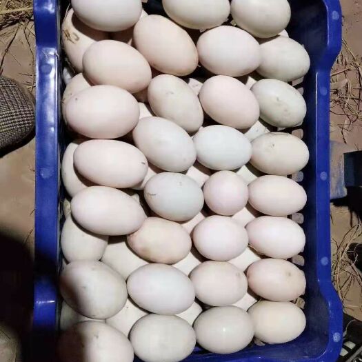 开封 大量供应精品鲜鸭蛋