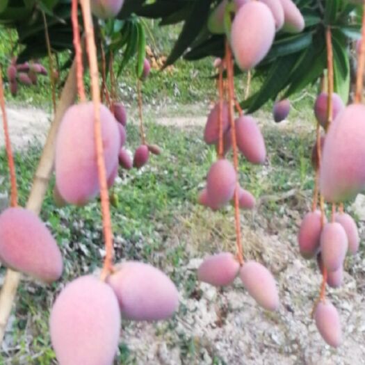 临高县 海南红金龙芒果待嫁