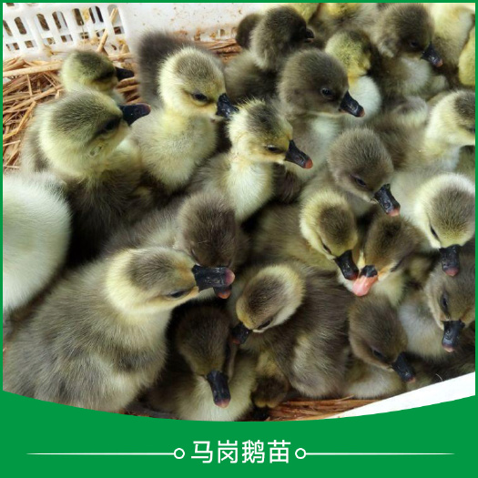 贵州省凯里马岗鹅苗