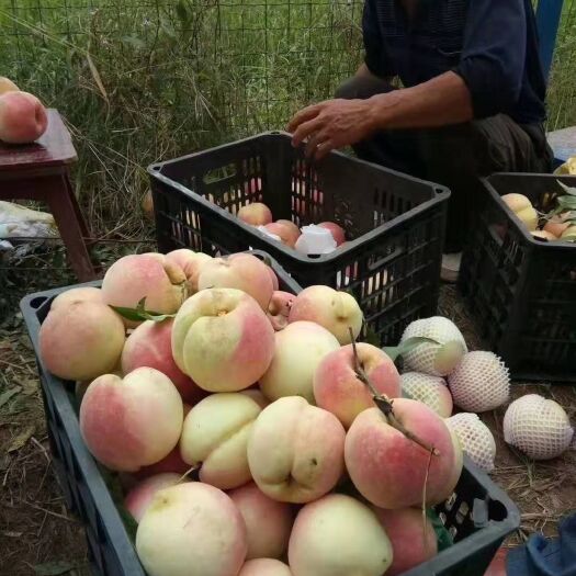 岳西县锦绣黄桃苗 有锦绣黄油桃金奥