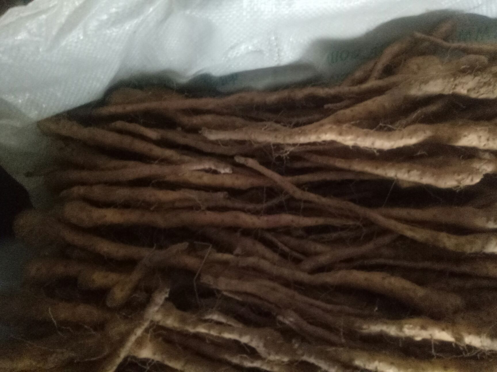  正宗垆地山药种苗