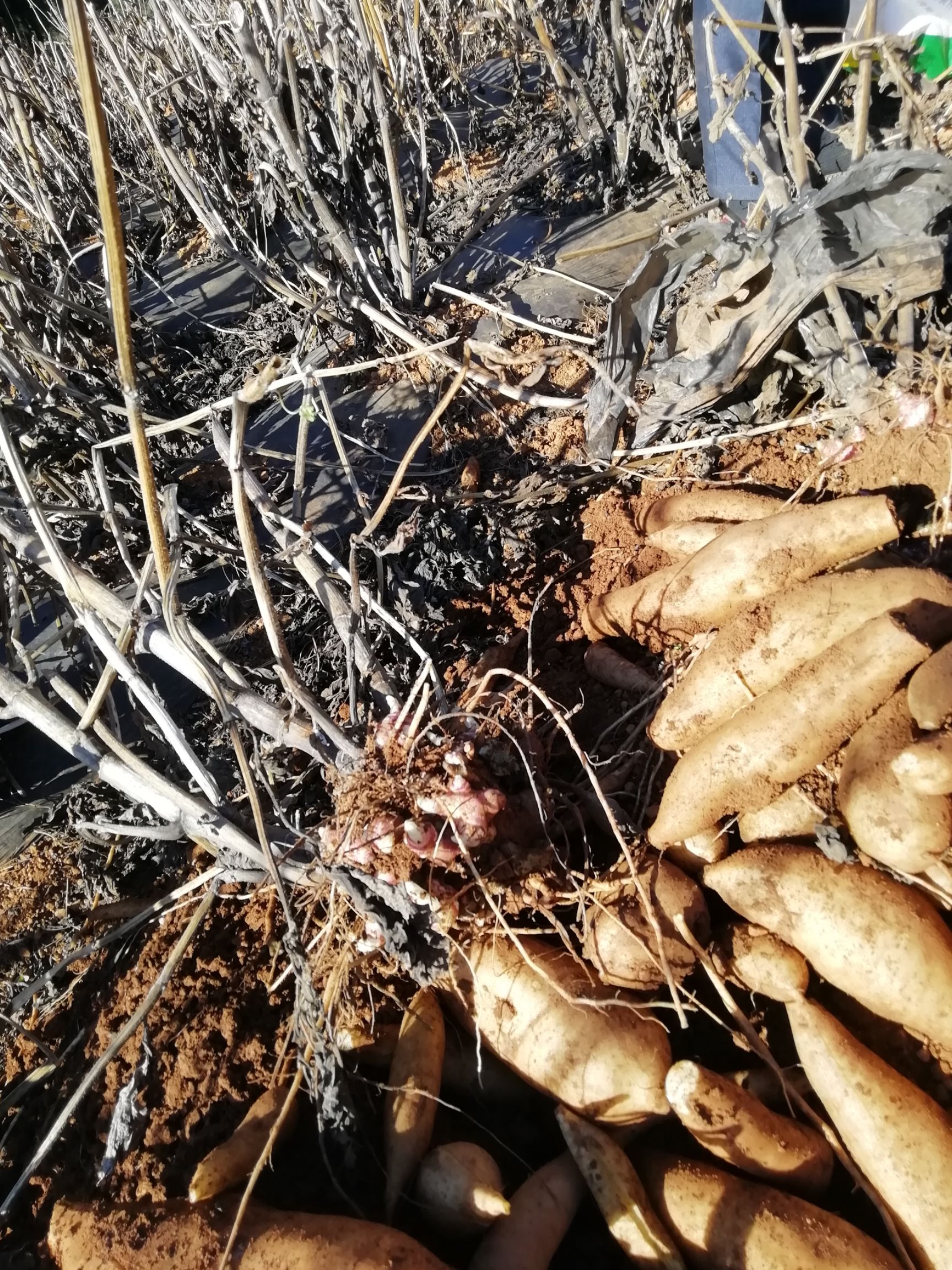 雪莲果种球  脱毒繁殖基地.100吨供货量.亩产量高达4-8吨