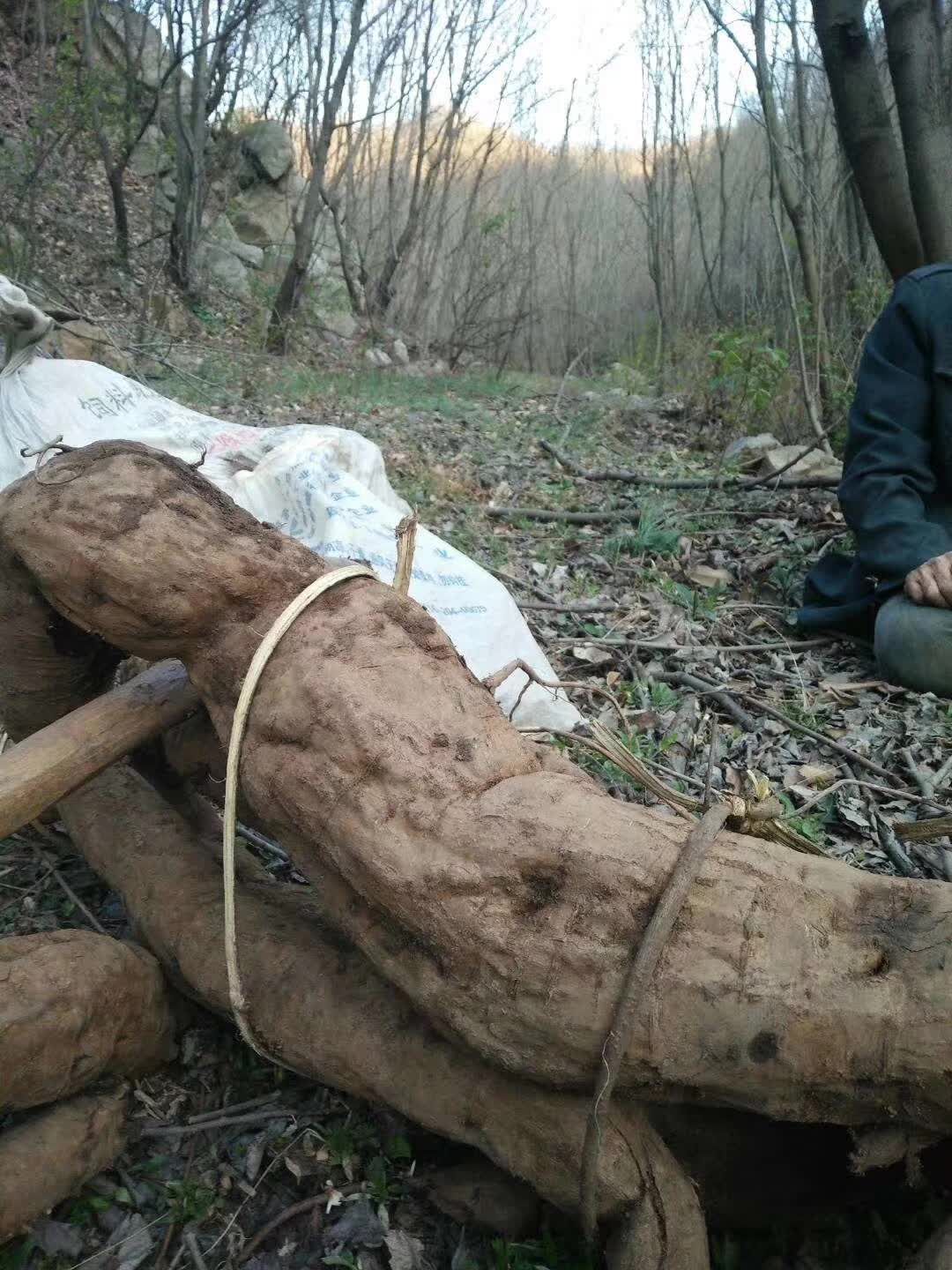  野生山药。