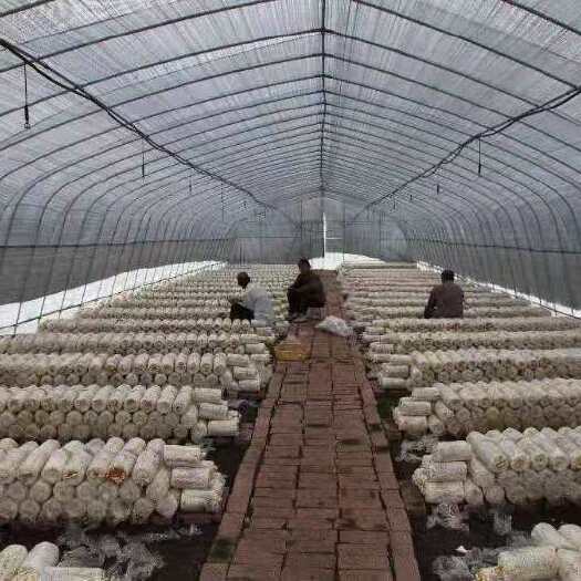 天津种植大棚 种植菌棚，适应种植各种蘑菇菌体物，安装简单，结实耐用。