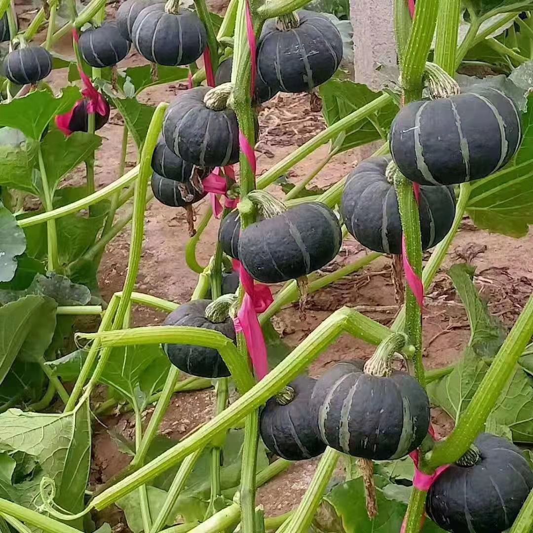 贝贝南瓜 贝贝瓜