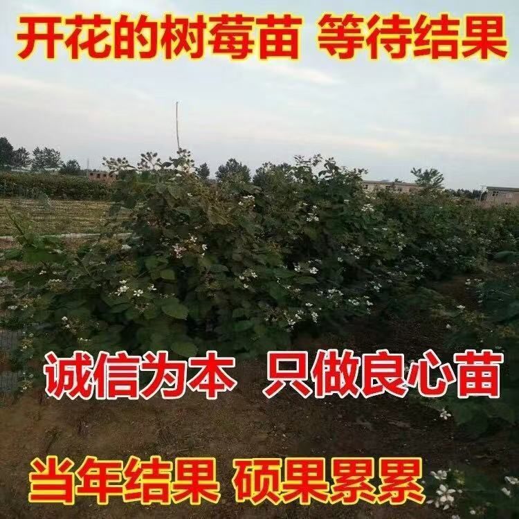 树莓苗