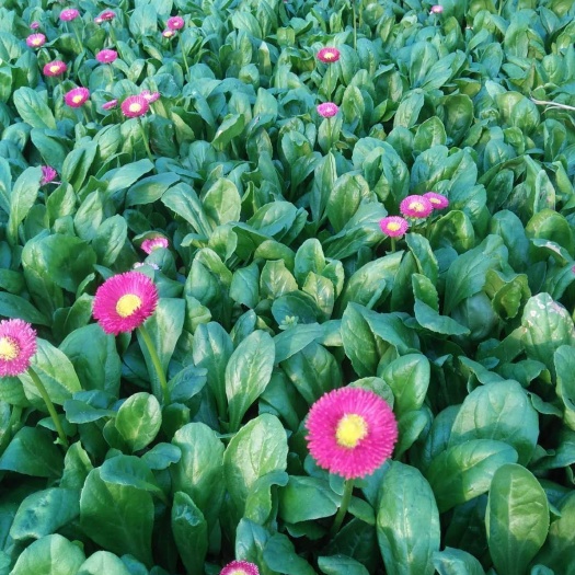 莒南县 雏菊