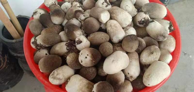 开平市草菇 鲜货 2cm以上 人工种植
