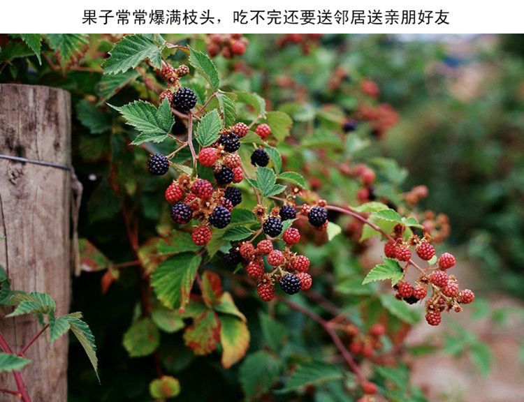  树莓苗