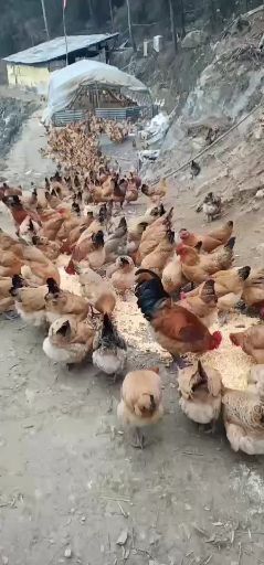 十堰 大山里正宗土鸡