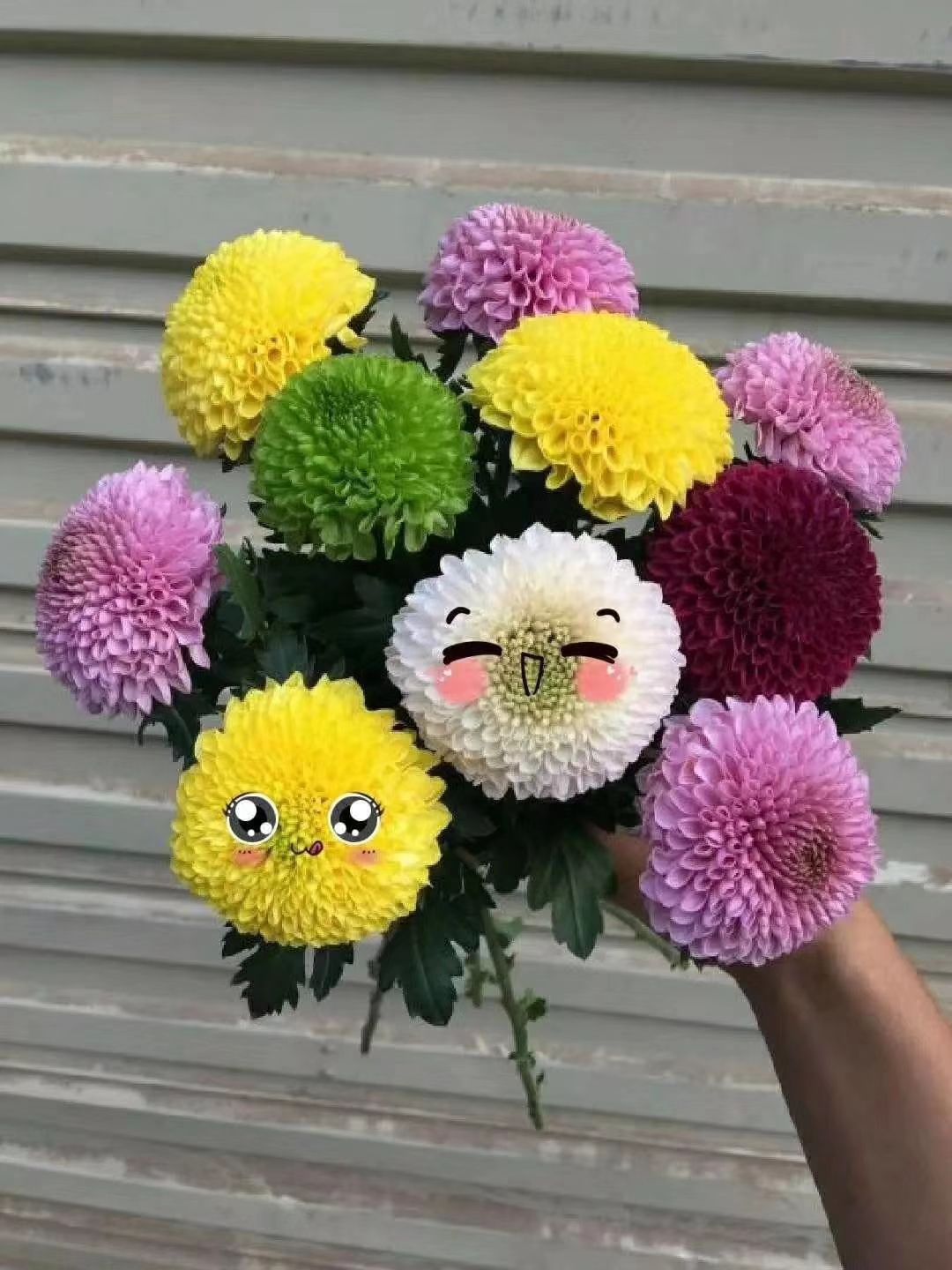  乒乓菊