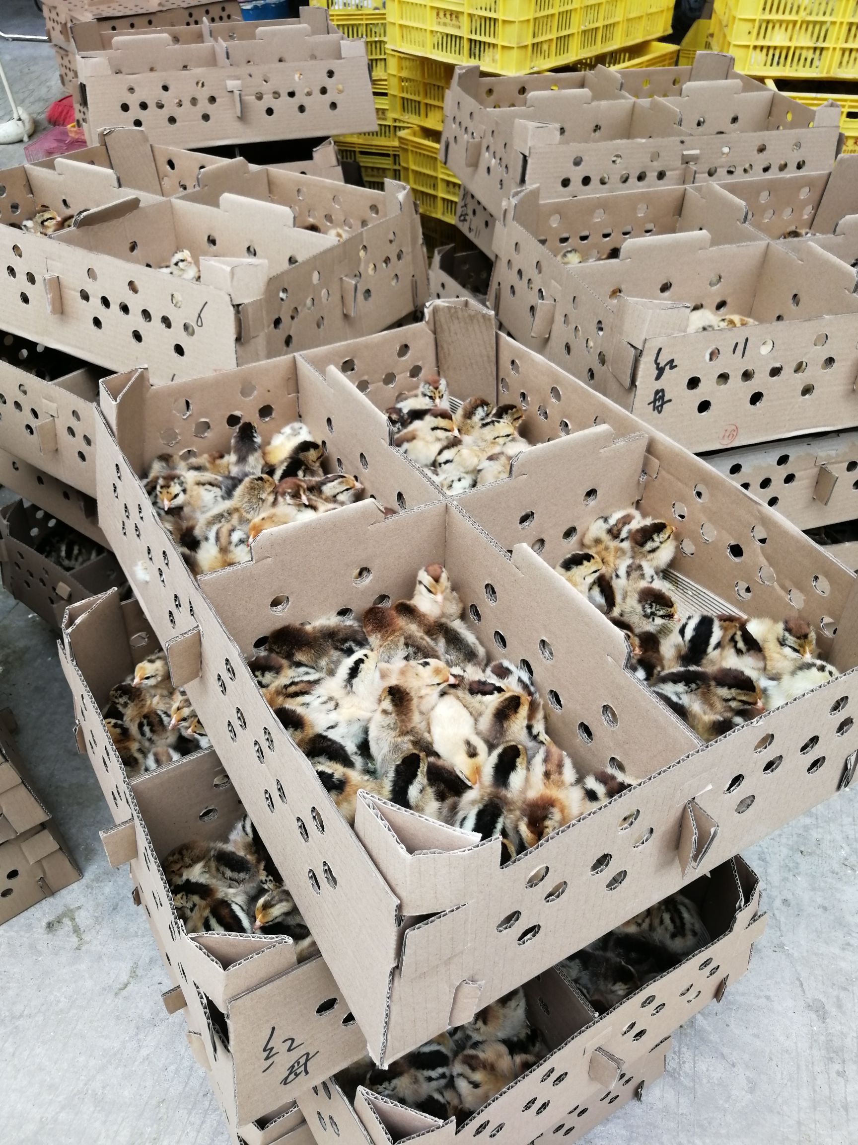 瑶鸡苗 出壳苗 公苗
