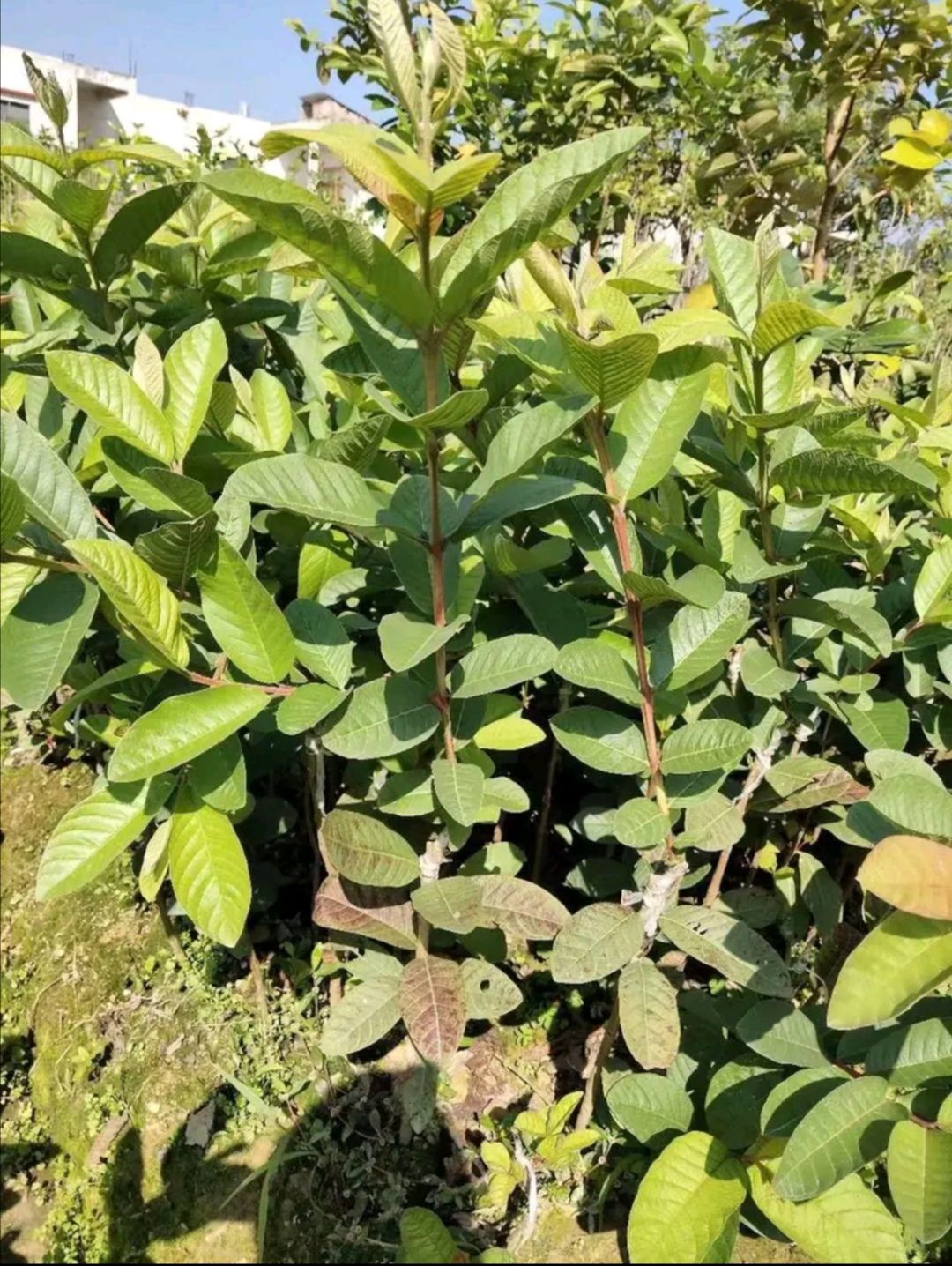 红心芭乐番石榴苗  红心番石榴苗 番石榴苗 包邮