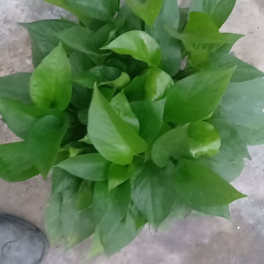 广州 家有绿萝，家里就有财富，近我者富