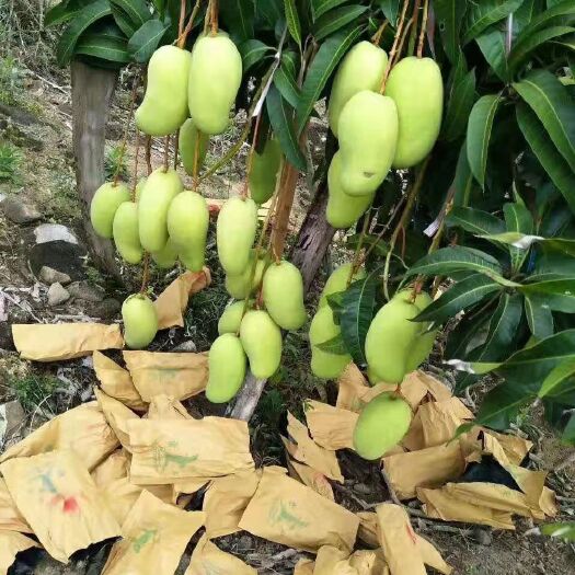 保亭县 海南金皇芒果