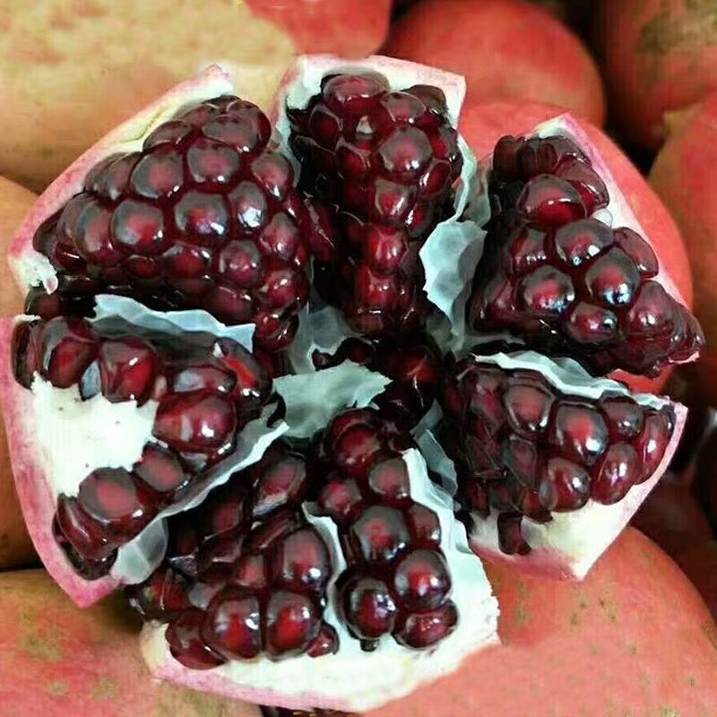 黑籽石榴树苗 优选黑籽软籽石榴苗