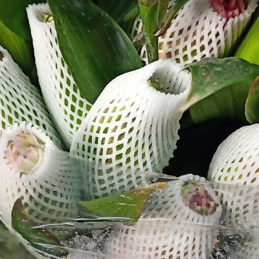 昆明 百合花