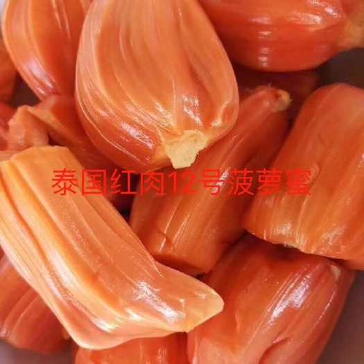 灵山县12号红肉菠萝蜜苗，品种正宗，带营养杯发货