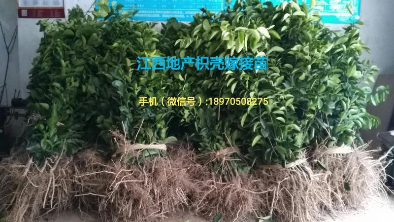 樟树市枳壳苗  江西地产枳壳种苗