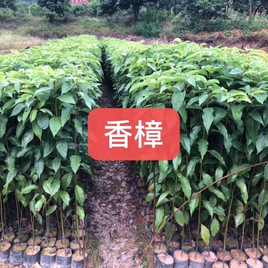 广州 香樟