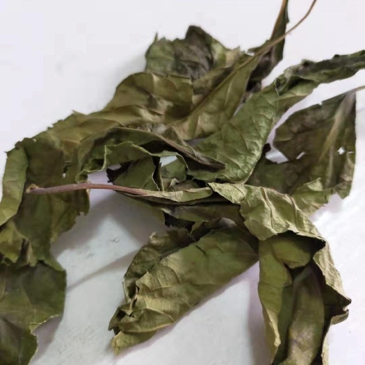 来宾南非叶茶  南非叶将军叶药王叶大苦叶阴干晒干茶叶