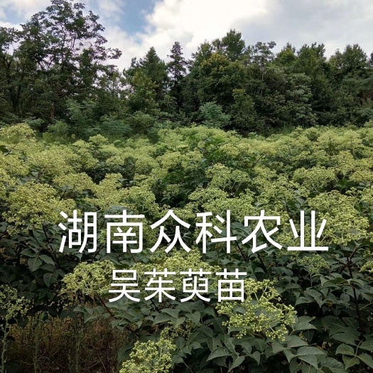隆回县吴茱萸，中花吴茱萸苗，吴茱萸苗扦插苗