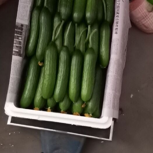  山东潍坊寿光精品小黄瓜
